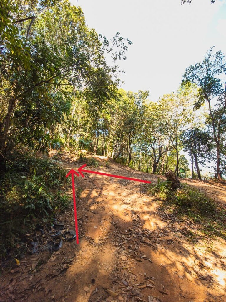 A large tree stump marking the confused three-way junction on the trail