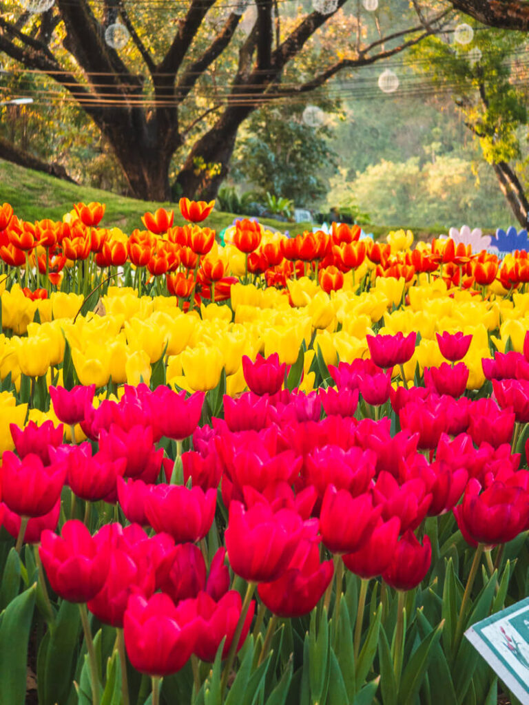 Close up shot of colorful blooming tulips in the garden section of the river beach park.