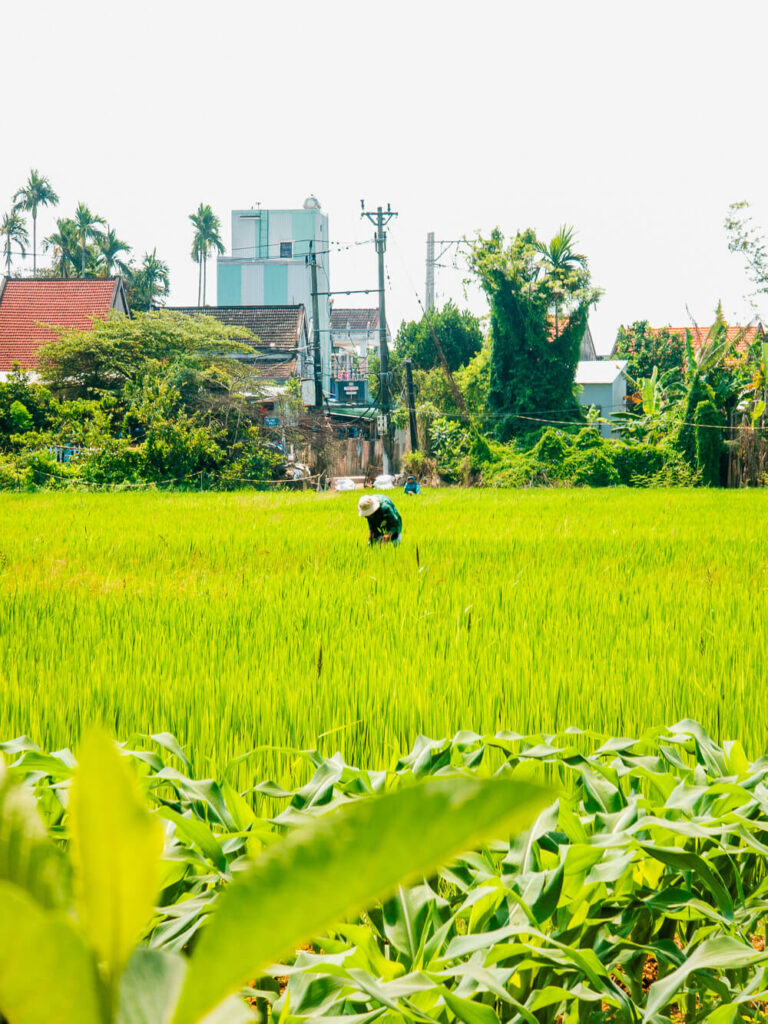 A local Vietnamese woman wearing a traditional conical hat working in a lush green countryside rice field.