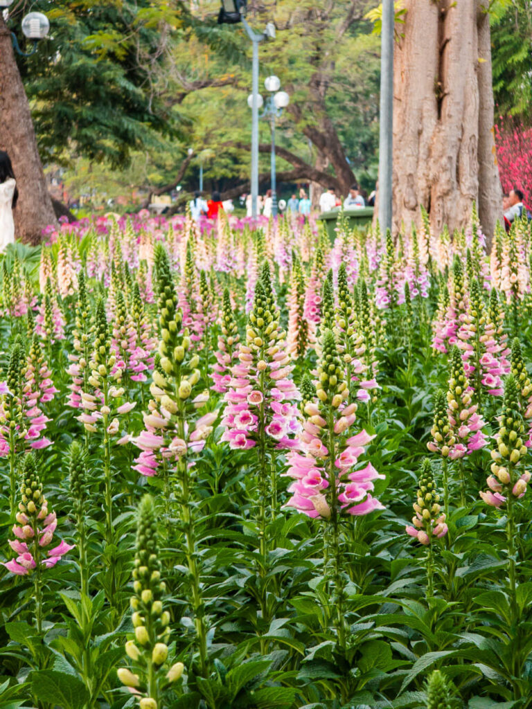 A close up shot of vibrant traditional flowers decorating the streets of Hanoi during the Lunar New Year festivities.