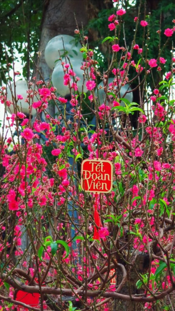 Close-up of bright yellow Mai blossoms with a small decorative wooden sign reading TET.