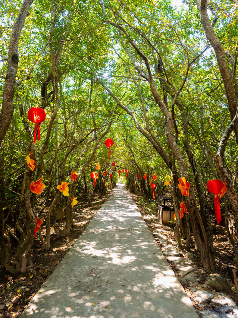 Sunlight filtering through the dense canopy of the Rung Ru Cha mangrove forest along the Tam Giang Lagoon in central Vietnam.