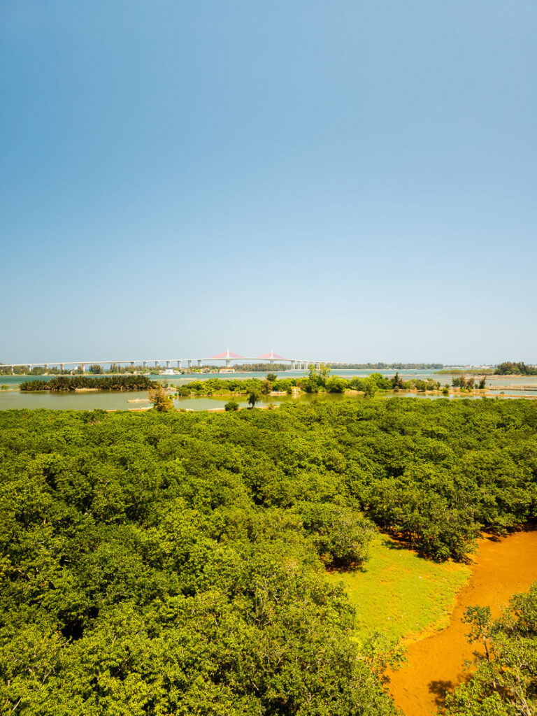 A wide shot of the dense green canopy and narrow water channels of the Rung Ru Cha Mangrove Forest on the edge of Tam Giang Lagoon.