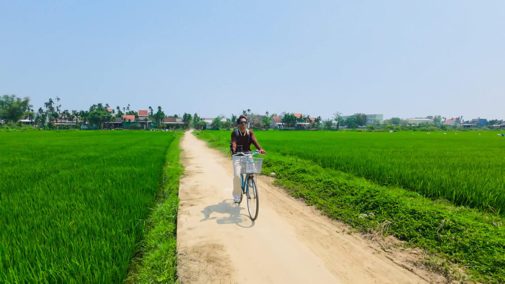 A cyclist riding a bicycle down a narrow path completely surrounded by bright green rice fields.